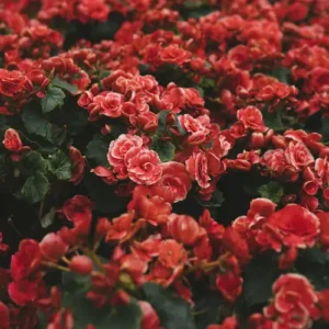 Luxury Rose Box