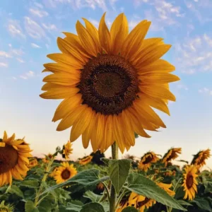 Sunny Birthday Mix