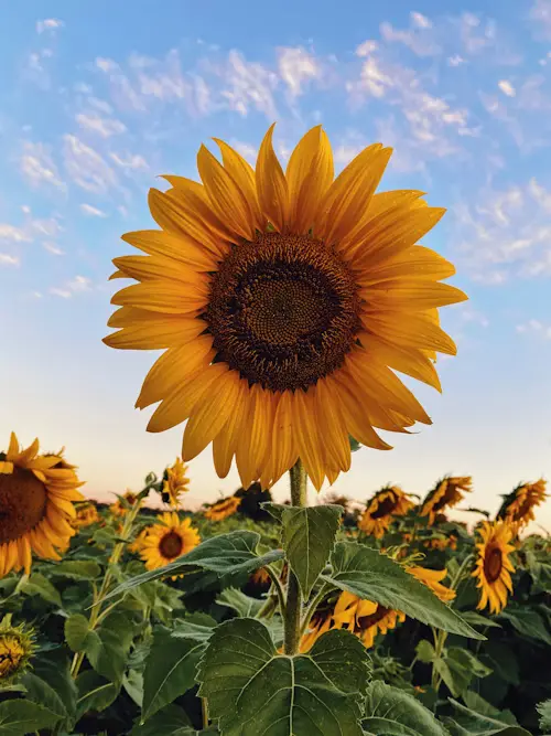 Sunflower Smiles
