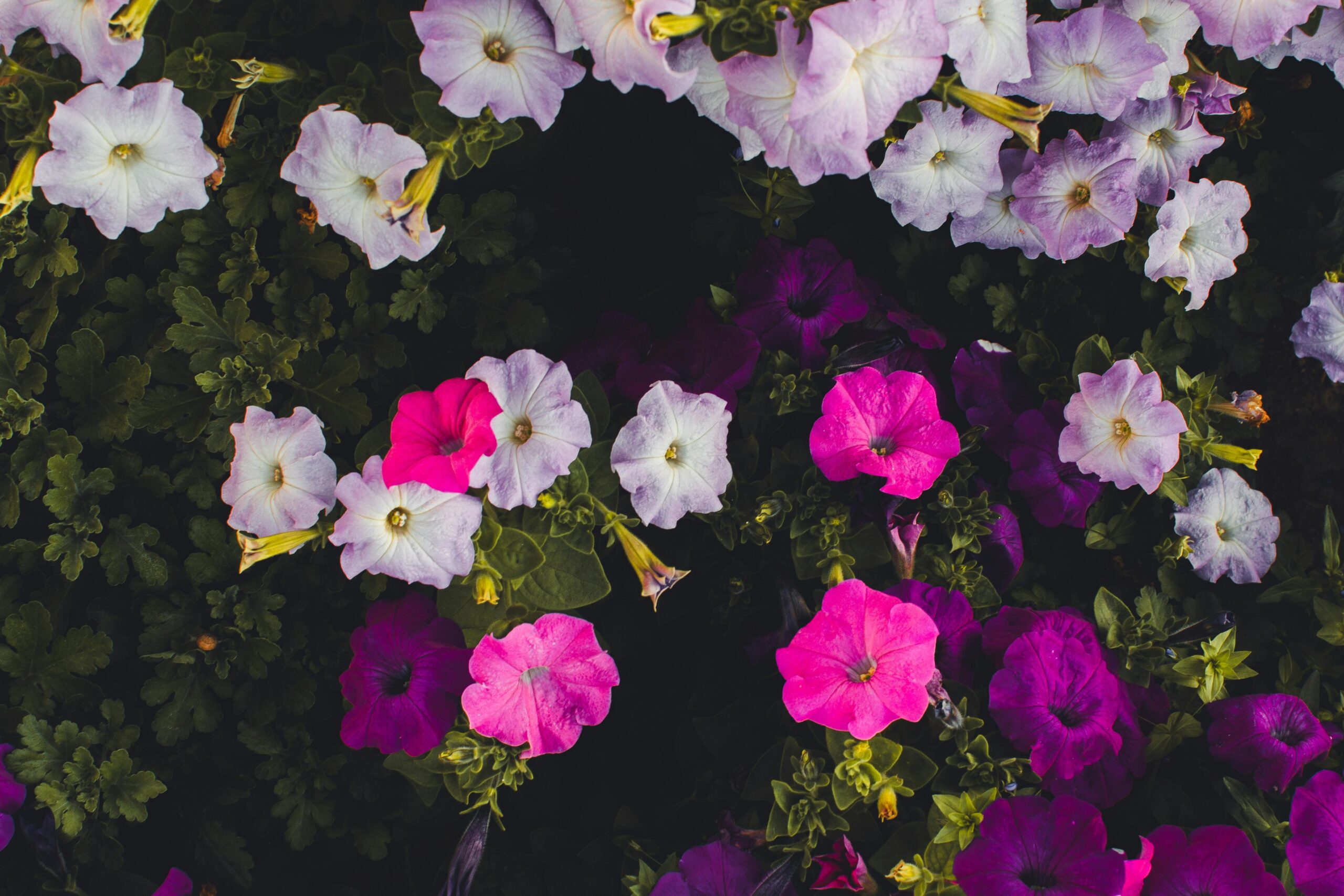 A colorful array of pink, purple, and white petunias blooming with lush greenery.
